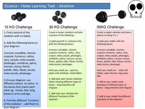 Science human skeleton homework KS3