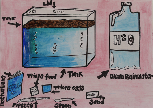 Minibeasts, Habitats and Life Cycles: Triops Hatching Project