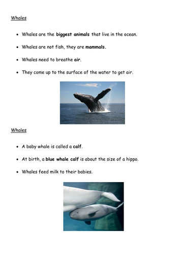 Non chronological report on whales 