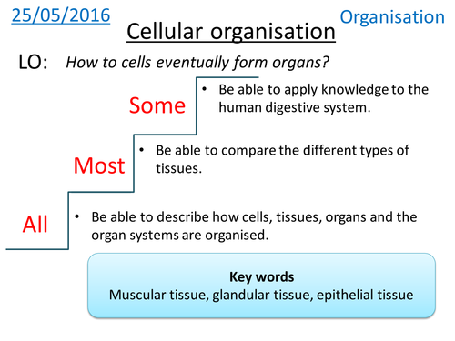 Cellular organisation - Organisational hierarchy - NEW GCSE
