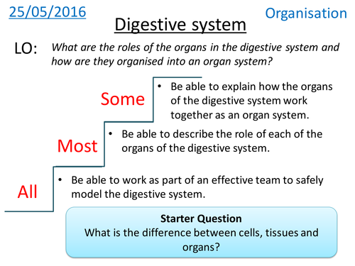 Human digestive system - NEW GCSE