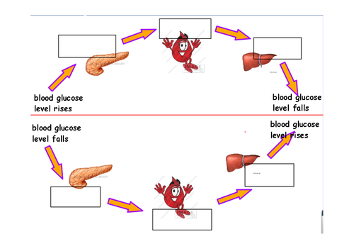 Controlling blood glucose levels flowchart