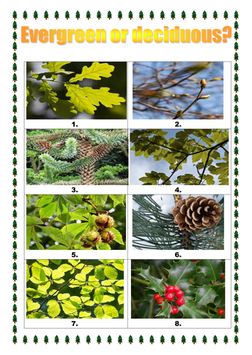 KS1 Science evergreen and deciduous trees activity