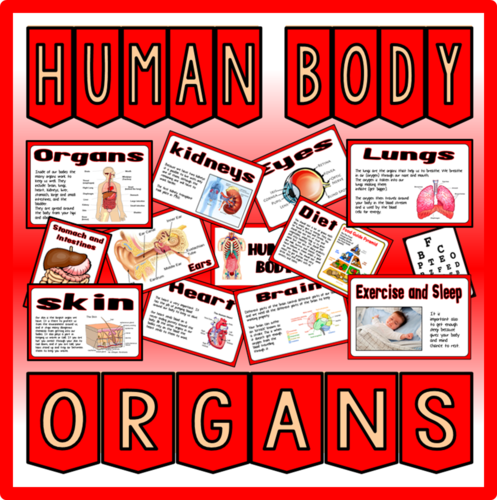 HUMAN BODY ORGANS-SCIENCE BIOLOGY KEY STAGE 2 DISPLAY BRAIN LUNGS HEART KIDNEYS LIVER ETC