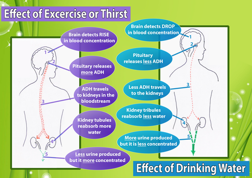 Biology JPEGS Yr7 - Yr11 (B1, B2, B3)