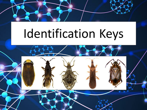 Identification / Classification Keys Presentation - Science - fun and engaging
