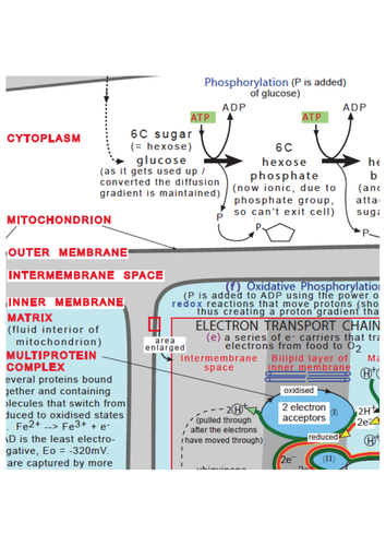 Aerobic Respiration Summary