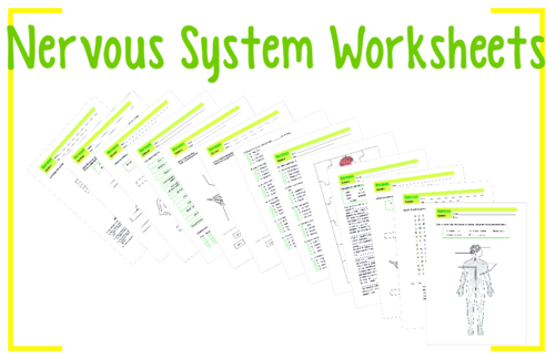 Nervous system key words worksheet by bobfrazzle