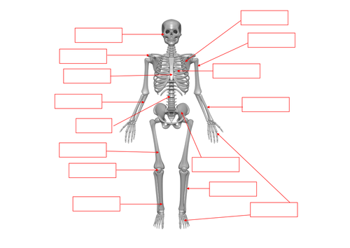 Skeleton - bones labelling worksheet by benmarshall939 - Teaching