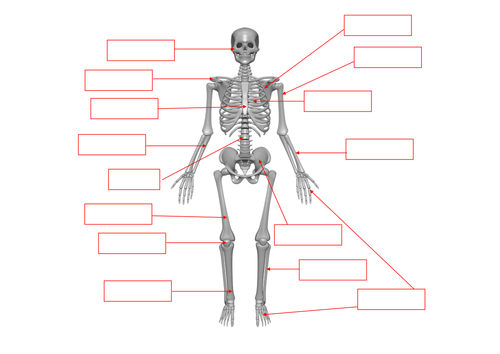 Skeleton - bones labelling worksheet