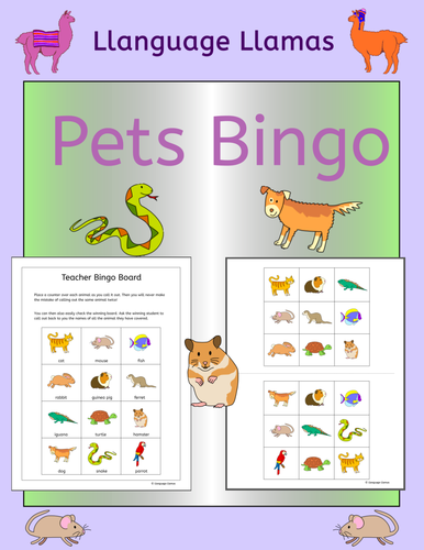 Bingo - Pets
