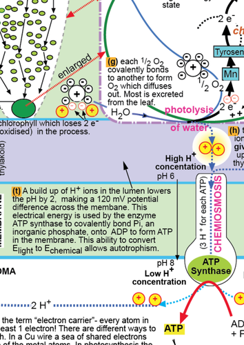 Photosynthesis Summary Diagram