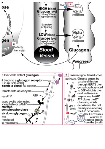Glucose Regulation Diagram