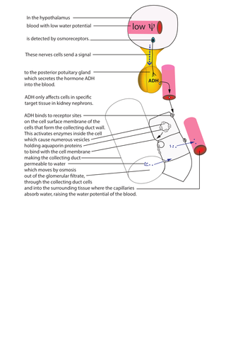 Osmoregulation - role of ADH