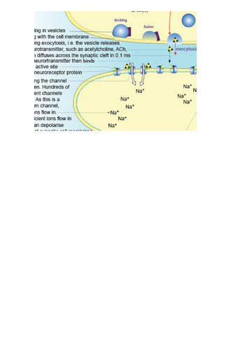 Synaptic Junction /  Nerve impulse crossing a synapse