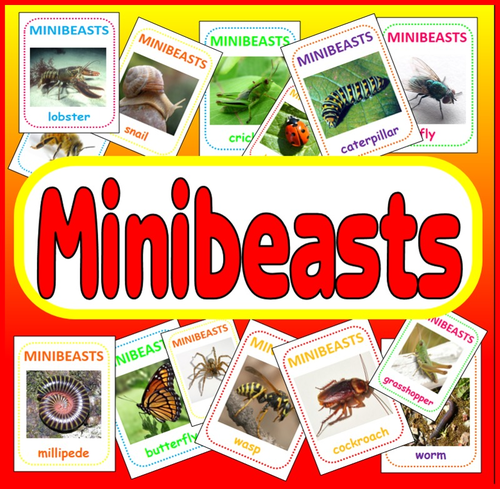 MINIBEASTS FLASHCARDS - 74 x A5  - SCIENCE DISPLAY TEACHING RESOURCES KS1 KS2 INSECTS