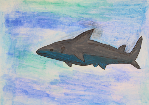 Sharks: Biology: Does a Shark Have a Tongue? | Teaching Resources