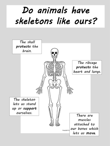 Types of skeleton