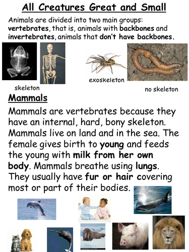 What is a mammal reptile best sale and amphibian