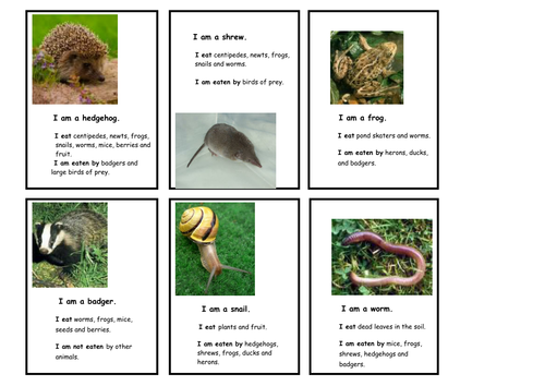 food-chain-cards-teaching-resources