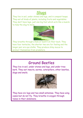 Common invertebrates