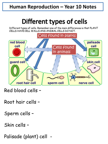 Human Reproduction & Puberty Notes
