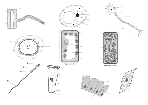 Specialised Cells Pictures