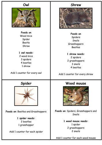 Build a food web activity