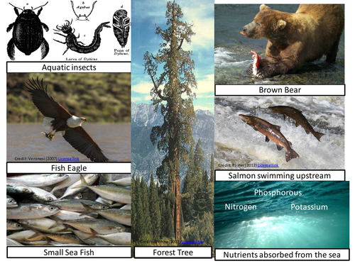 Biogeography/ Ecosystems.  Differentiated KS3 lesson, how can a salmon become a tree? Nutrient Cycle