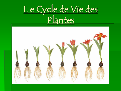 Le cycle de vie d'une plante