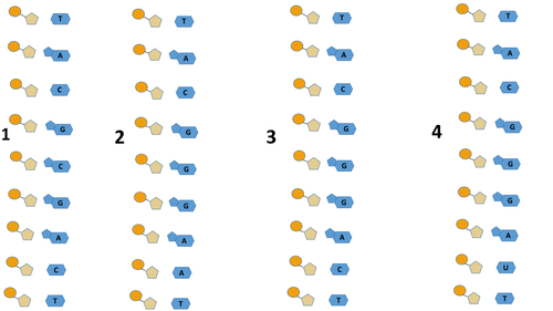 Transcription and translation 