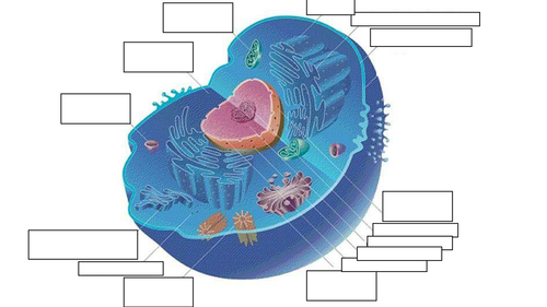 Eukaryotic and Prokaryotic cells
