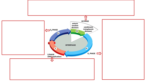 Cell cycle 