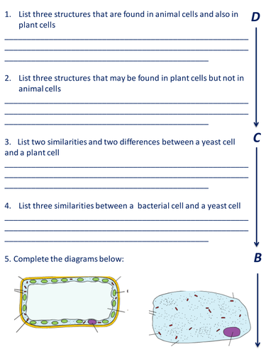 Cells - PowerPoint and worksheet