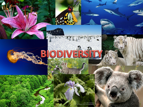 BioDiversity