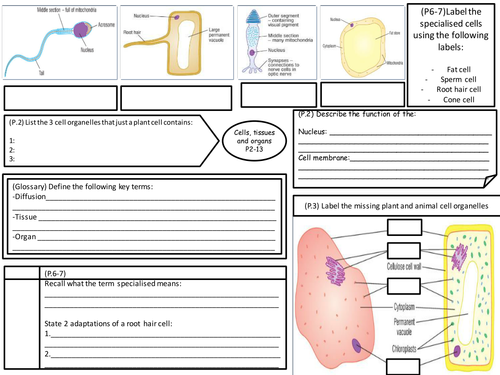 AQA B2 Revision sheets to fill in