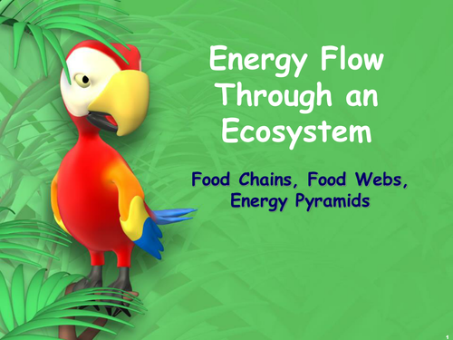 Energy Flow Through an Ecosystem slideshow