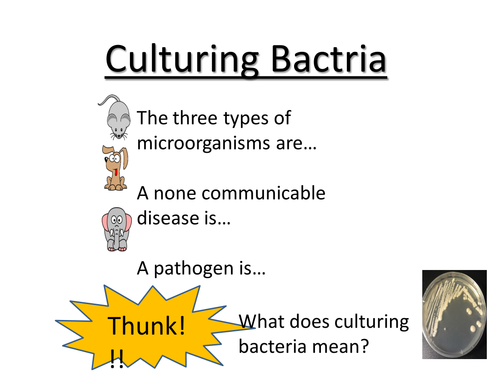 Aseptic techniques/culturing bacteria/testing antibiotics  *BIG PRACTICAL*