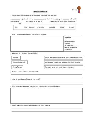 Unicellular organisms - Amoeba and Euglena DIFFERENTIATED X 3