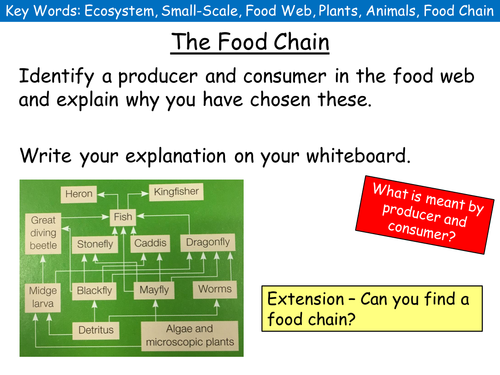 (New AQA) Ecosystems Lesson 2: Food Chain and the Ecosystem. 