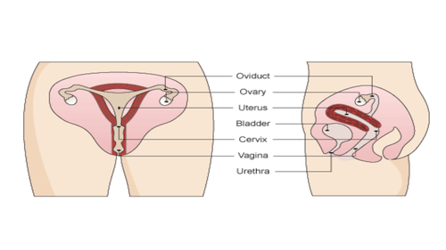 Reproduction - Sex organs/Reproductive Systems (Lesson 2 - Chapter 3) Activate 1
