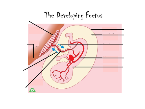 Reproduction - Development of a fetus/baby/pregnancy (Lesson 4 - Chapter 3) Activate 1