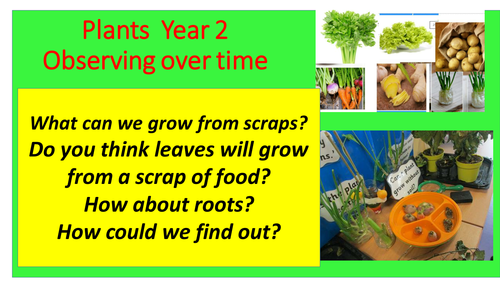 Plants Observing scraps Over time Year 2