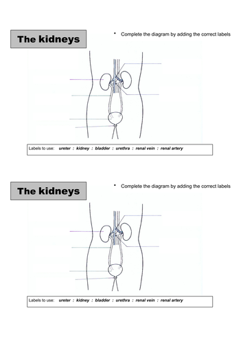 Kidney Dissection 