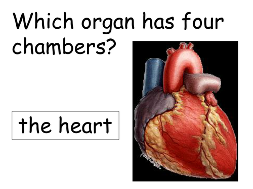 HUMAN ORGANS