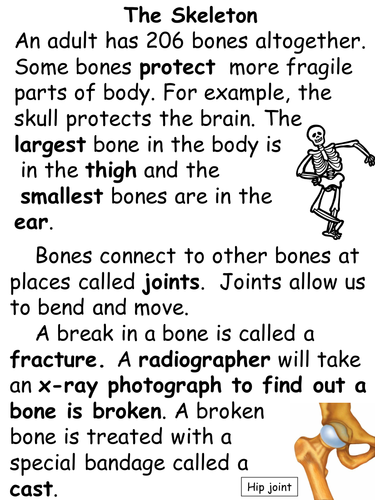 Reading Prehension The Human Skeleton By Joanneclarew