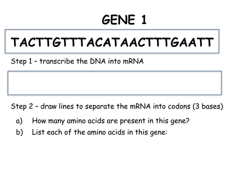 Transcription And Translation Activity Teaching Resources