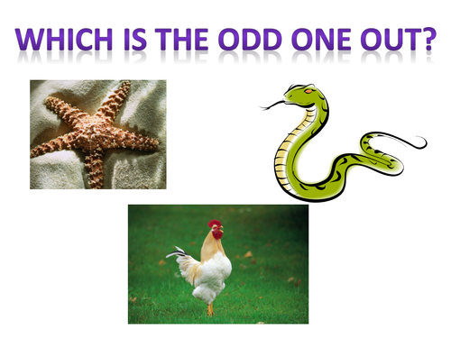 Odd One Out Starters