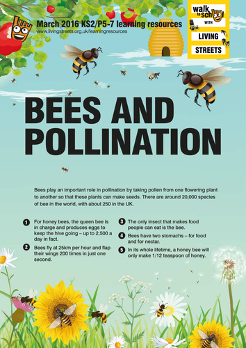 WOW March 2016 - Bees and Pollination KS2
