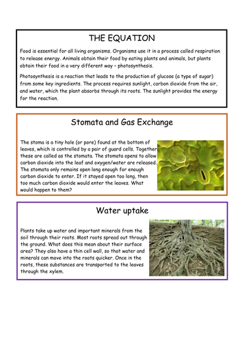 Photosynthesis Information Shopping Activity